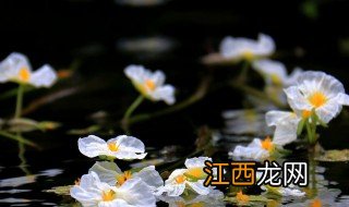 海菜花什么季节开花 海菜花长在哪里