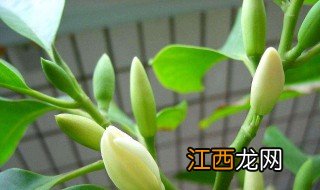 白兰花育苗方法 白兰花怎么培育