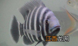 十间鱼繁殖方法 十间鱼怎么养殖