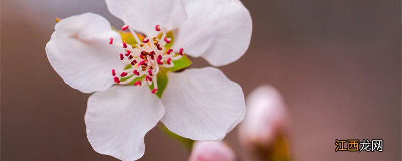 李子盛花期可以打药保花吗 李子盛花期霜冻怎么办