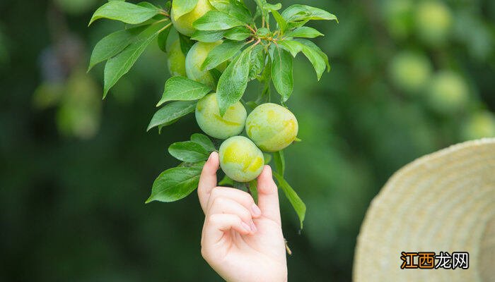 李子盛花期可以打药保花吗 李子盛花期霜冻怎么办