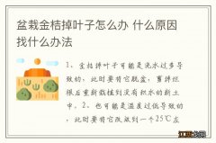 盆栽金桔掉叶子怎么办 什么原因找什么办法