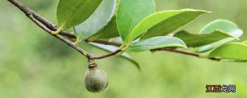 高产油茶品种排行 高产油茶品种