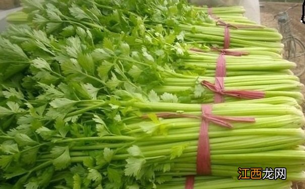 芹菜的食疗效果有哪些？吃芹菜的养生作用是什么？