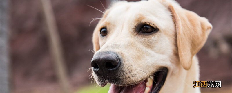 导盲犬品种排名 导盲犬品种