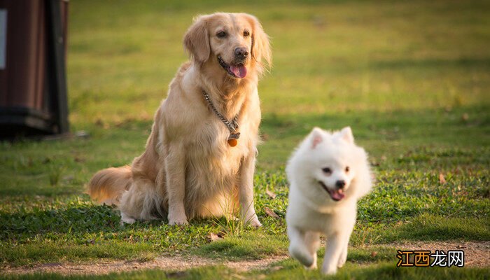 导盲犬品种排名 导盲犬品种