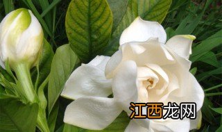 栀子花怎么保存不黄 栀子花怎样养才不黄叶子