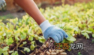 花生秋收技巧 纯人工收获方式是这样的