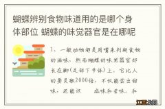 蝴蝶辨别食物味道用的是哪个身体部位 蝴蝶的味觉器官是在哪呢以及蝴蝶介绍