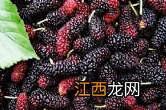 薏米粥适合每天吃吗？吃薏米粥养生效果如何？