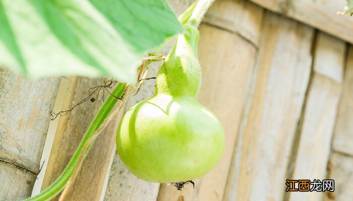 葫芦籽的种植方法和时间视频 葫芦籽的种植方法和时间