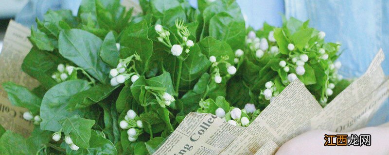 茉莉扦插快速生根法视频 茉莉扦插快速生根法