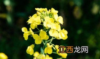 春天有哪些花开放 春天开放的花有什么