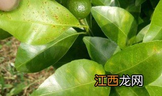 柑橘剪秋梢方法 柑橘如何修剪