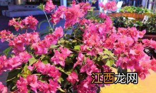 三角梅侧芽怎么处理 三角梅侧芽如何修剪