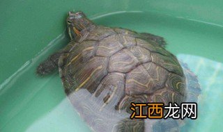 板龟的养殖方法 有什么养殖乌龟的技巧