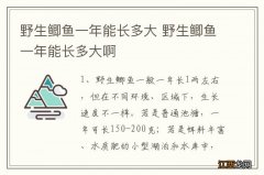 野生鲫鱼一年能长多大 野生鲫鱼一年能长多大啊