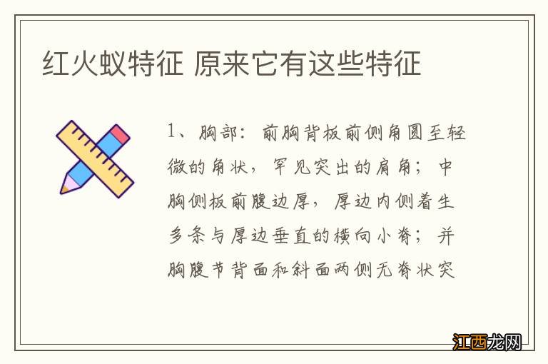红火蚁特征 原来它有这些特征