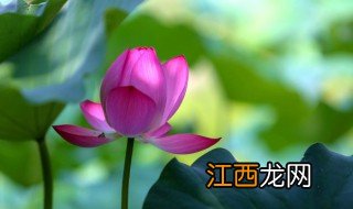 花上有毛毛虫怎么处理 花长虫了怎么处理