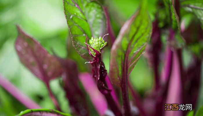 菜苔种子哪个品种好 红菜苔种子几天发芽