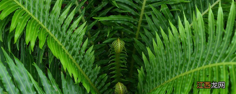 草本植物和木本植物的茎的共同特点分别有哪些