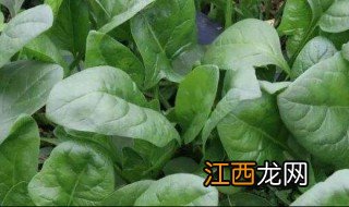 菠菜什么时候种植 菠菜的种植时间