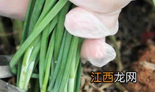 移植韭菜的方法 应该怎么浇水呢