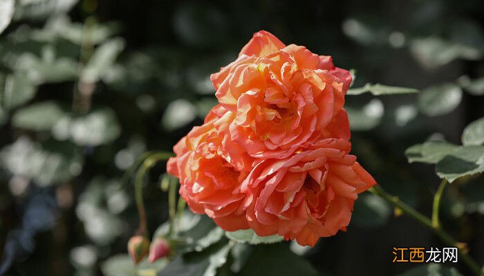 扦插月季最简单易活的方法 月季水插的快速生根法