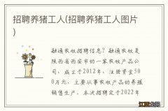 招聘养猪工人图片 招聘养猪工人