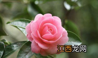 立冬后适合种植什么花 立冬后适合栽什么花