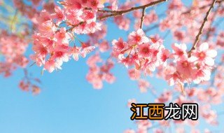 日本樱花盛开的月份时间是几月 日本什么时候樱花开花