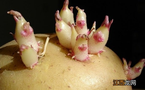 孕妇吃了发芽的土豆会怎么样?孕妇吃了发芽的土豆怎么办?