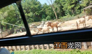 长沙高铁站到动物园怎么走 长沙高铁站到动物园路线