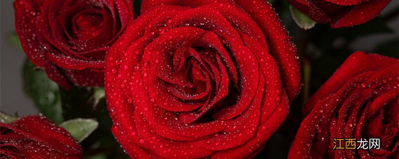 蔷薇科植物的主要特征口诀 蔷薇科植物的主要特征