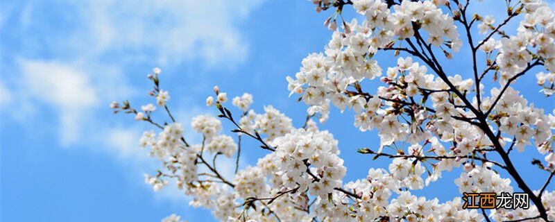 杏花和桃花的区别图片 杏花和桃花的区别