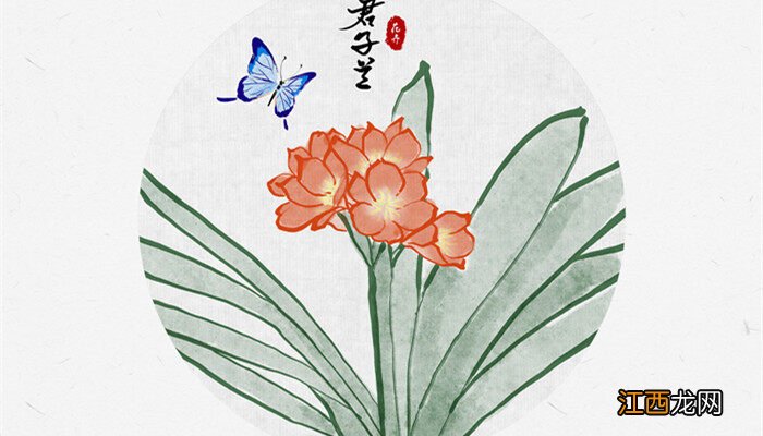 君子兰烂根原因及防治方法 君子兰烂根原因及防治