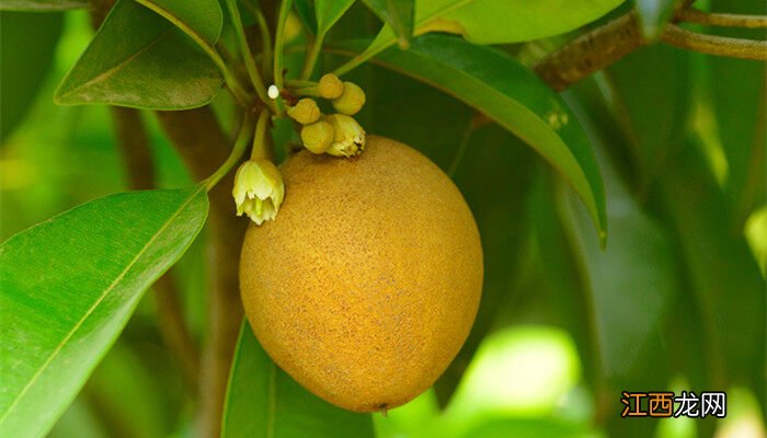 人心果是雌雄同株吗