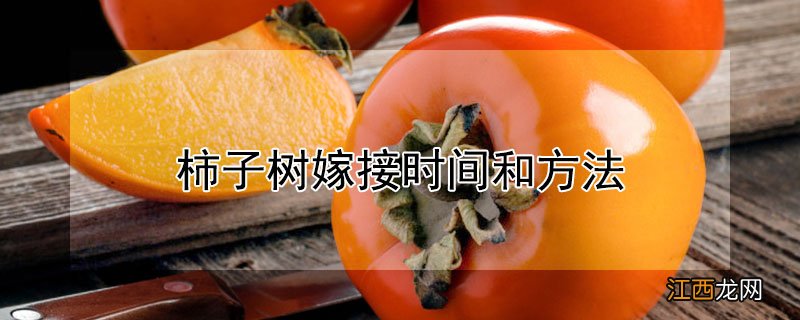 柿子树嫁接时间和方法