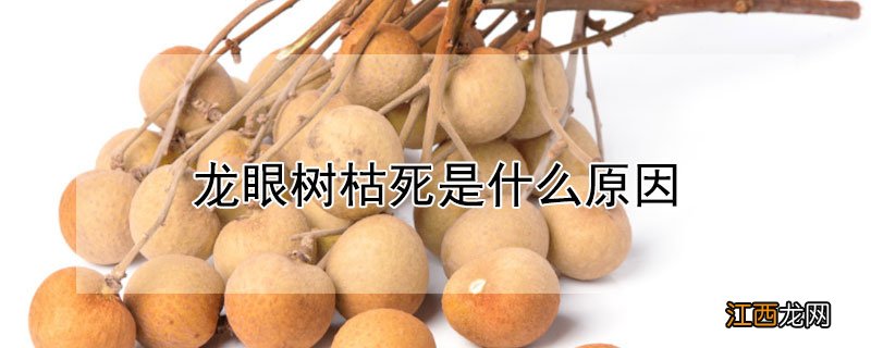 龙眼树枯死是什么原因
