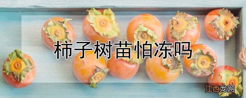 柿子树苗怕冻吗