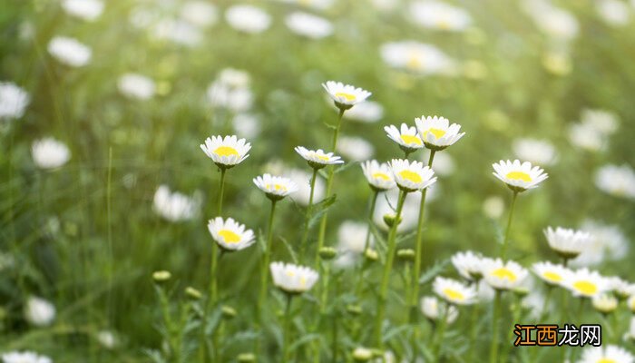 花店买的小雏菊怎么养活 花店买的小雏菊怎么养