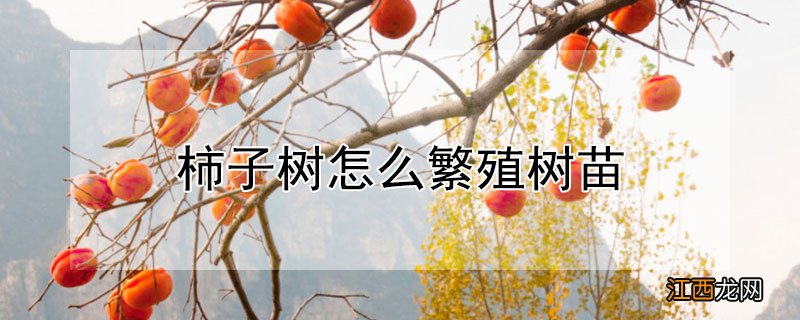 柿子树怎么繁殖树苗