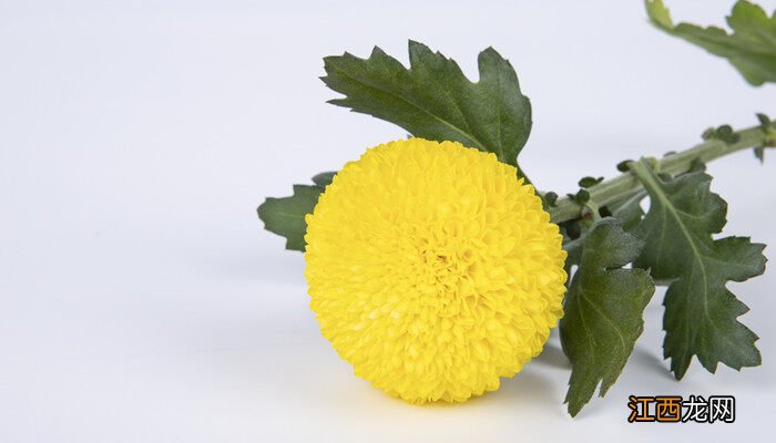 乒乓菊的盆栽养殖方法视频 乒乓菊的盆栽养殖方法