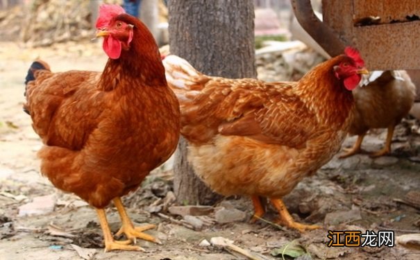 鸡的功效作用有哪些?鸡的不同部位营养价值是什么?