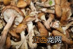 含有维生素C的食物有哪些？哪些食物里面含有维生素C？