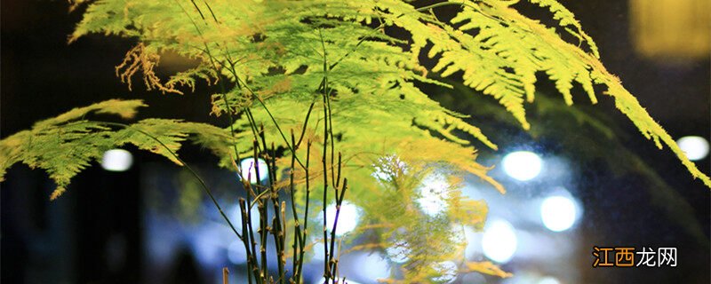 云松和文竹的区别是什么 云松和文竹的区别