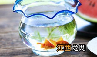 鱼缸里面放什么植物好,鱼缸里面放什么植物好养活