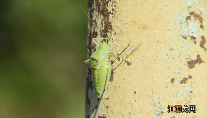 蟋蟀品种大全 蟋蟀品种