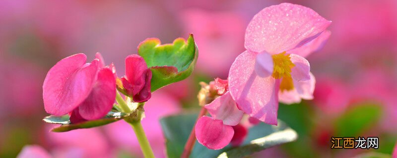 四季海棠怎么养护能开花 四季海棠怎么养