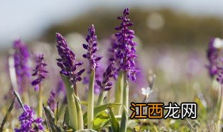 10月有什么花 哪些花在10月开花